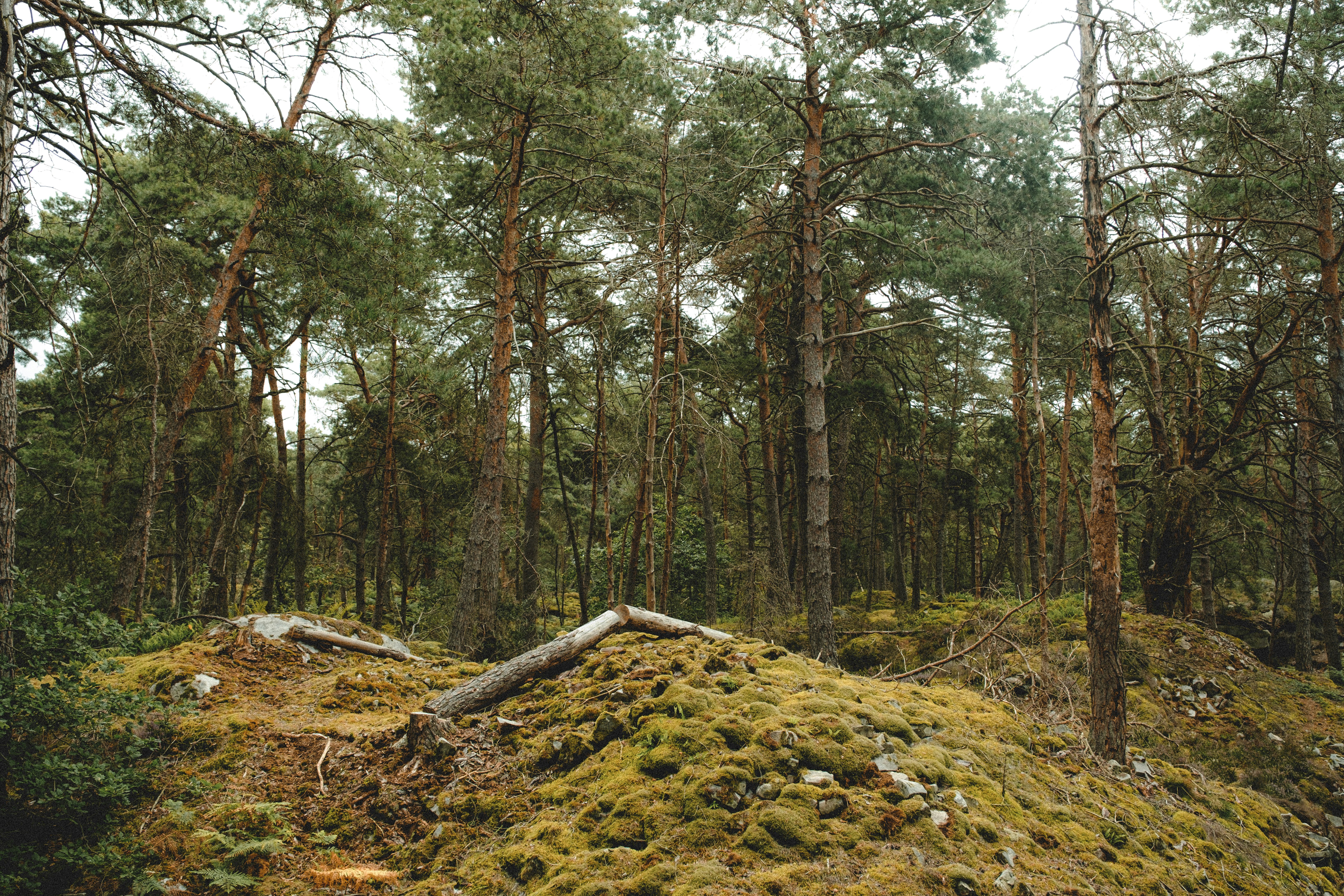 brown dried leaves on ground surrounded by trees during daytime